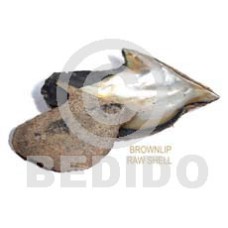 Ra unpolished brownlip shells asstd Ra unpolished brownlip shells asstd