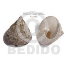 Ra unpolished troca shells Ra unpolished troca shells