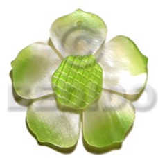 Graduated lime 35mm hammershell flower Graduated lime 35mm hammershell flower