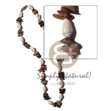 Nassa brownlip sq. cut Nassa brownlip sq. cut