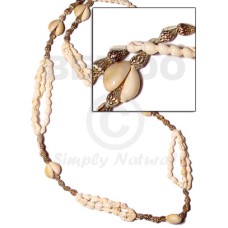 Sigay scallop-nassa white and tiger- Sigay scallop-nassa white and tiger-