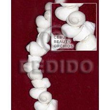 Cebu beauty orchids Cebu beauty orchids