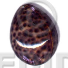 Tiger cowrie oval hunchback Tiger cowrie oval hunchback